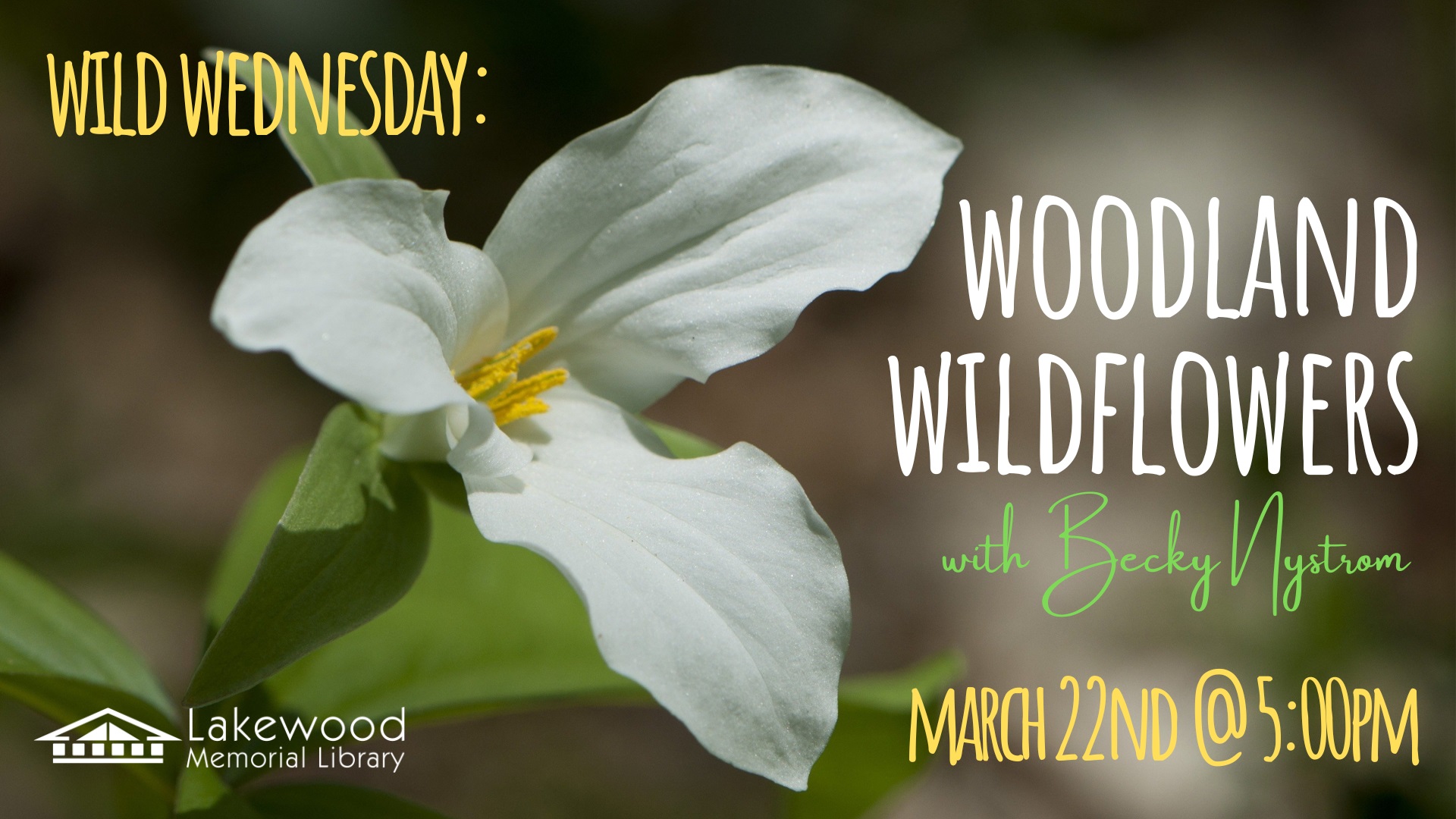 Wild Wednesday: Woodland Wildflowers