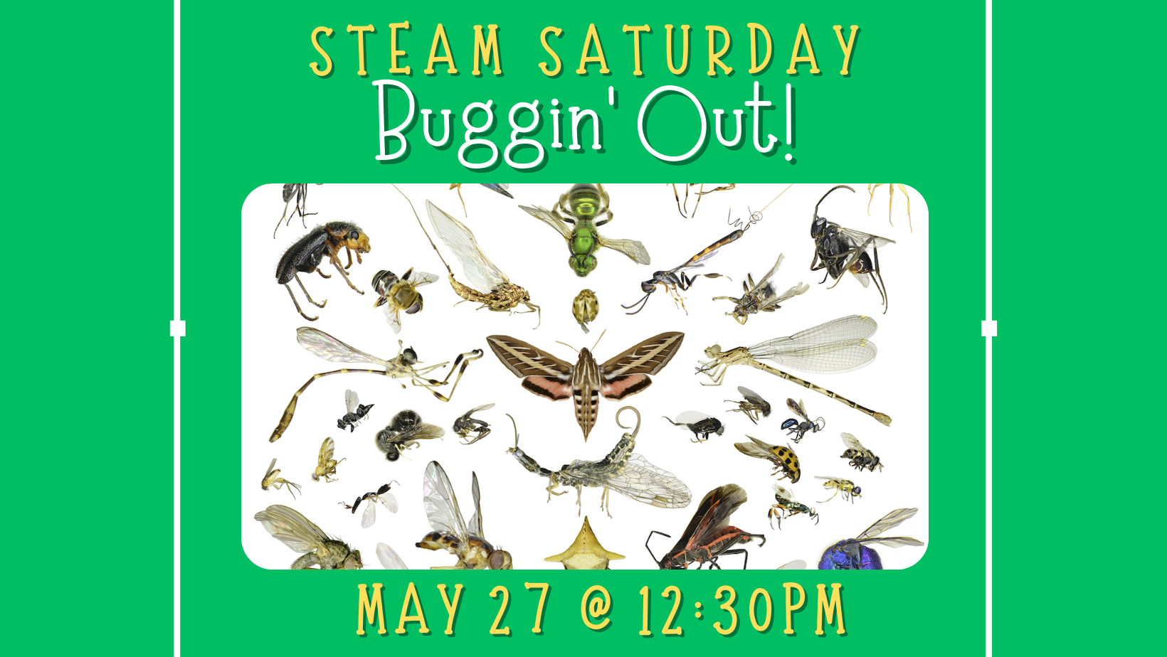 STEAM Saturday: Buggin’ Out