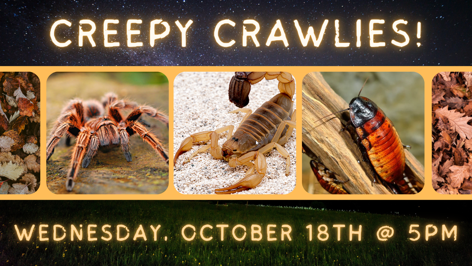 Wild Wednesday: Creepy Crawlies!
