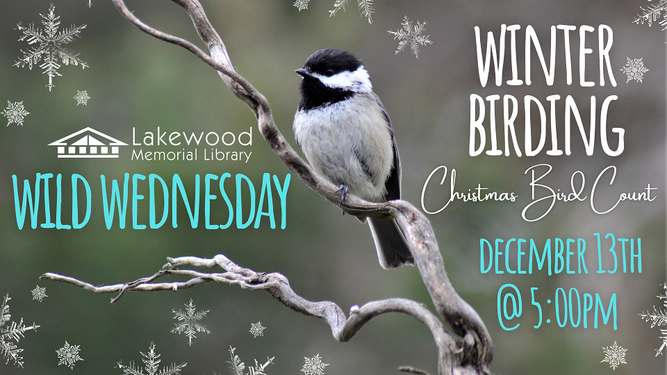 Wild Wednesday: Winter Birding