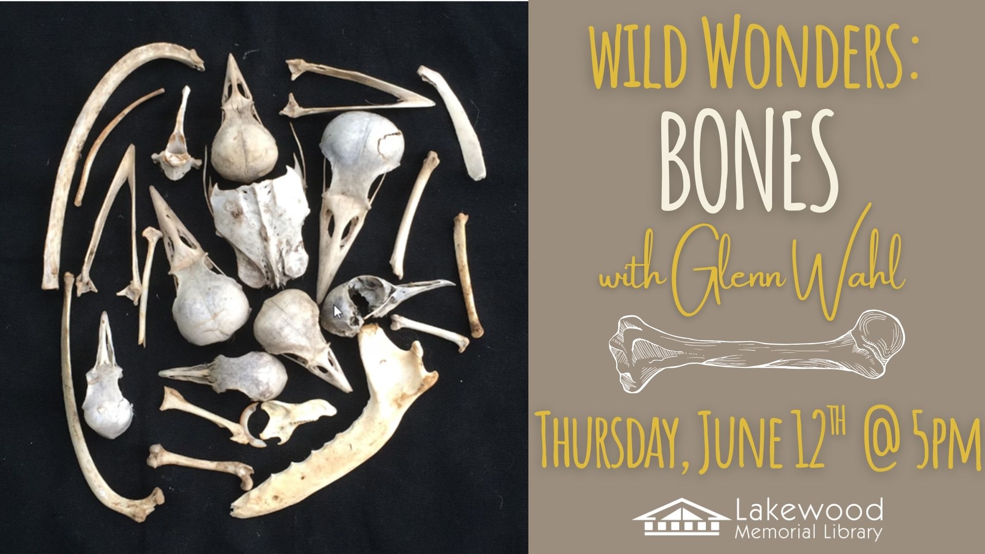Wild Wonders: Bones